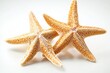 © Vii - A pair of starfish sitting together on a clean white background