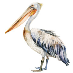 A watercolor vector of a pelican, isolated on a white background. Pelican vector.