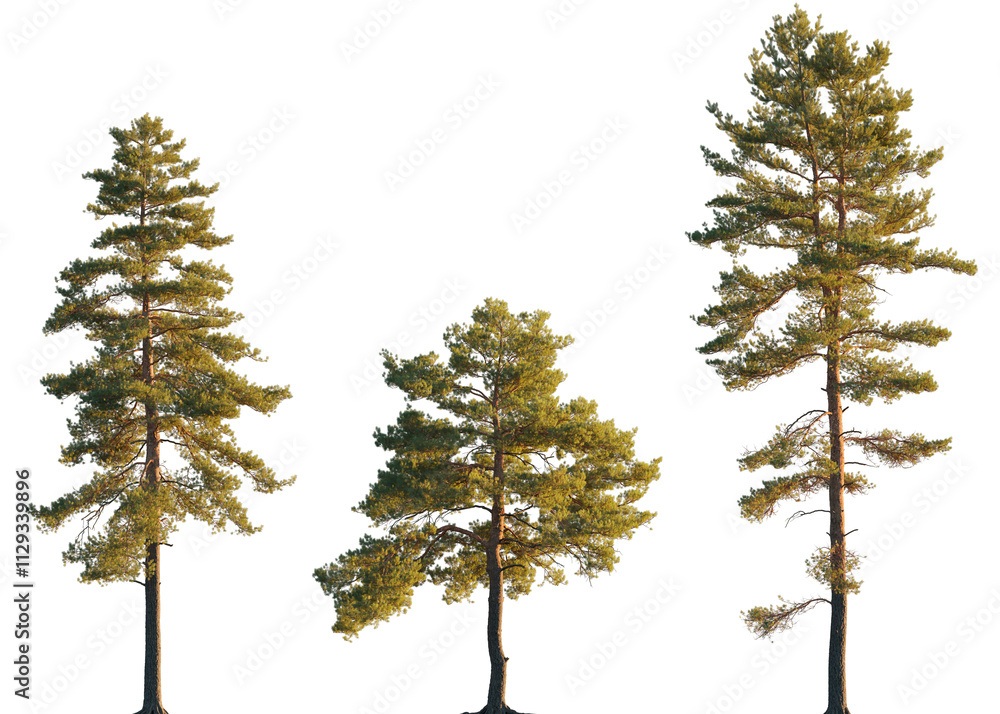 Pinus sylvestris tree big tall isolated png on a transparent background ...