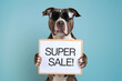 © Nida - Dog wearing sunglasses holds SUPER SALE sign, set against light blue background