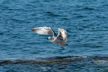 Wall Mural - A young yellow-legged gull (Larus michahellis) takes off from the surface of the sea