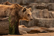 © perpis - Brown bear observing its surroundings in a rocky area