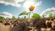 © นิโลบล ชํานาญธรรม - vibrant Mexican sunflower blooms in rich soil under bright sky