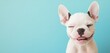 © Babycrab - Happy French Bulldog puppy smiles against a blue background.