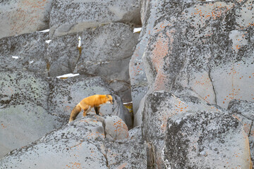 Wall Mural - Red fox on the rocks near the shore of Hudson Bay