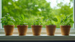 © Anna - Five terracotta pots with green mint plants on a windowsill, with a vivid green garden in the background.