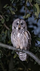 A large owl is perched on a tree branch in the dark. The owl is looking at the camera, and the scene is quiet and peaceful