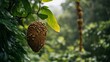© loxia stock image - Beehive hanging from a tree branch in a rainforest.