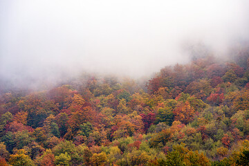 Wall Mural - Fog covering colorful trees on a mountainside during a misty autumn day