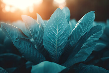 Wall Mural - Teal leaves backlit by golden sunlight.