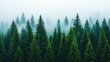© Jiraporn - A serene landscape of dense evergreen trees shrouded in misty fog for serene nature vibes.