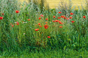 Wall Mural - Garden, green and growth of flowers, floral and peace in environment, color and sustainability of plants. Outdoor, petals and organic in spring, eco friendly and blossom of wild poppies in Canada