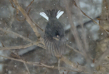 Wall Mural - Dark eyed junco in flight in snow