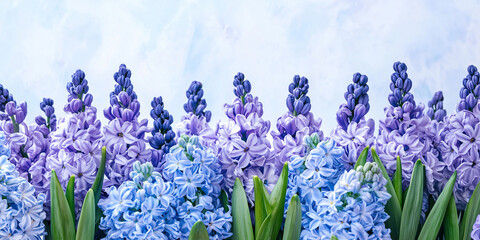 Wall Mural - Hyacinths flowers blooming in spring,banner, isolated. Hyacinths flowers blooming in spring,banner,border,panrama, isolated 