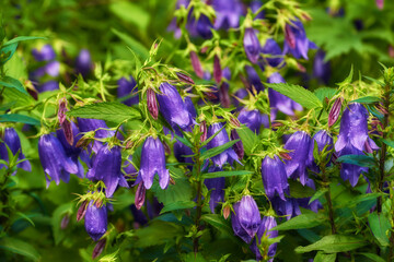 Wall Mural - Garden, spring and flowers outdoor with nature, environment and field in meadow. Plants, bush and bloom in yard with floral growth, backyard and botanical with purple blossom of bellflower vine