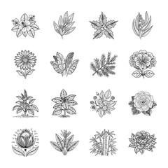 Wall Mural - Collection of Botanical Hand Drawn Illustrations 

