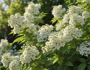 Wall Mural - Cluster of fragrant white spirea flowers on a sunny day, nature, bush, white, spirea, sunny day