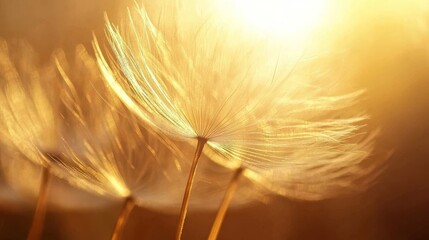 114.High-detail macro shot of dandelion seeds with backlight streaming through, capturing the intricate web of fluffy filaments; the soft, warm glow gives an ethereal quality to this close-up.