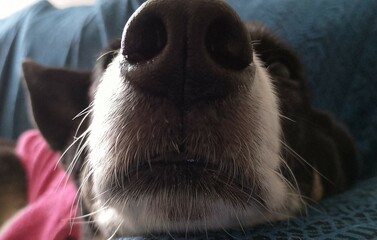nariz, dog, canino, can, perro, pet, pet friendly, macro, pelitos, lomito, compañero