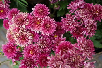 close up of pink krisan flower