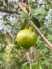 Wall Mural - pomegranate on a tree branch in the garden