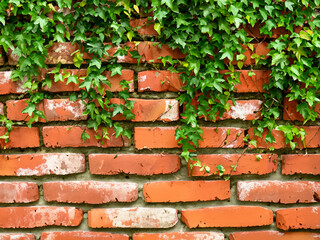 Wall Mural - old brick wall texture background with green plant