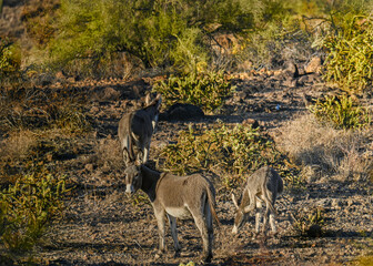 wild donkeys at sunset