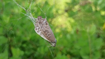 spiders get food in their webs