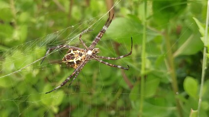 the spider on nest
