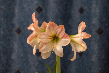 Wall Mural - Close up view of a pink and white Amaryllis flowering plant in full bloom in front of a dark blue curtain background