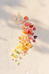 Poster - Autumn Leaves Gradient Amber to Deep Plum on Textured Surface