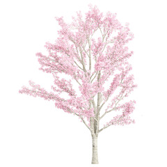 Wall Mural - 3d illustration of Prunus 'Kanzan' tree isolated on transparent canvas