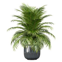 Wall Mural - Green beautiful Areca palm plant in planter isolated on Canvas