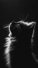 Poster - A silhouette of a cat with illuminated fur against a dark background.