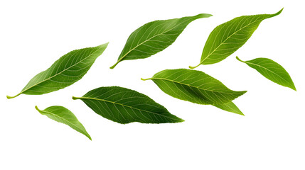 Wall Mural - green leaves fly with a gust of wind. green leaves wave. leaf falling. vegan, eco, organic design el