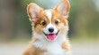 © Koh's Smart - The small fluffy puppy had bright red fur mixed with white patches, standing out against her cute face with a pink tongue hanging out.