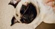 © peopleimages.com - Sweet, relax and dog on floor in home for loyalty, companion or calm in living room on carpet. Cute, chilling and comfortable pug puppy for pet or animal resting with peace on rug in apartment.