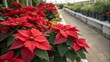 © Sirinporn - Vibrant Red Poinsettia Flowers Creating a Stunning Background in the Rule of Thirds Composition, Perfect for Holiday Decor and Festive Themes