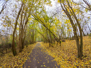 Wall Mural - Dutch autumn landscape with a road through colorful trees. A beautiful path leading into the forest in cloudy weather