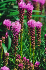 Wall Mural - Liatris spicata Kobold in close up