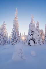 Sticker - winter landscape with trees and snow