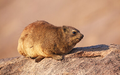 Wall Mural - rock hyrax (procavia capensis) sitting on rock against unsharp background, augrabies falls national 