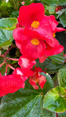 Wall Mural - Radiant Red Begonias with Morning Dew