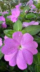 Sticker - close up of New Guinea Impatiens flowers blooming in the garden