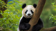 © halo - A cute panda sits on the tree trunk