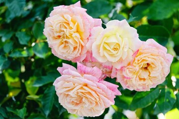 Wall Mural - A beautiful  rose in full bloom, surrounded by blurred greenery. The delicately layered petals reveal bright, warm colors, with natural gradations.