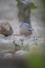 Wall Mural - The picui dove, popularly known as the pajeú dove, São José dove and white dove, is a species of bird in the Columbidae family.