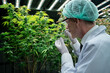 © KANGWANS - A man in a lab coat is examining a plant. He is wearing a green hat and white gloves