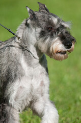 Wall Mural - Standard Schnauzer close-up in profile view