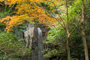 Wall Mural - Autumn mountains, colorful maples and waterfalls, Japanese landscape	
